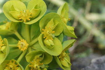 macro shot of Euphorbia myrsinites, the myrtle spurge, blue spurge, or broad-leaved glaucous-spurge