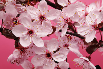 Close up of cherry blossoms, macro shot
