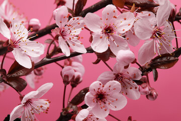 Close up of cherry blossoms, macro shot - 768761401
