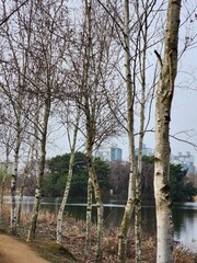 trees in the park