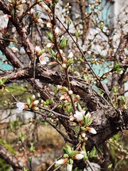 flowers in the tree