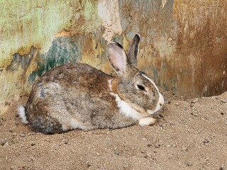 rabbit on the ground