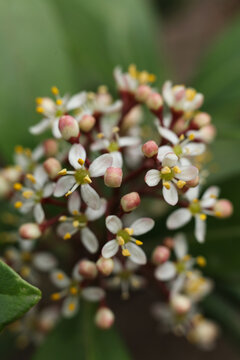 Skimmia japonica, the Japanese skimmia flower on a green background