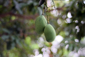 mango fruit hanging on the tree