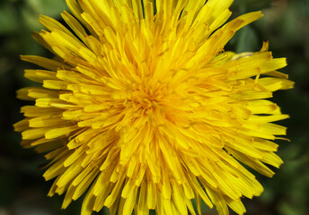 Yellow dandelion flower in the garden. Close-up.
