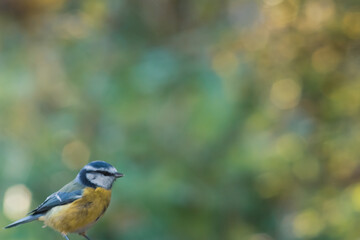 Obraz premium Eurasian blue tit with bokeh background