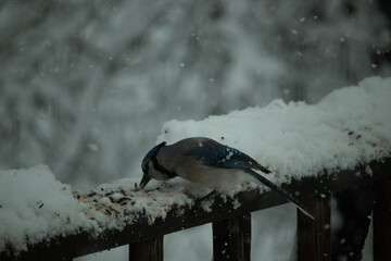 This beautiful blue jay was on the wooden railing looking for food. Pretty white snow is all around this bird as he digs through for birdseed. The corvids colors stand out from the background. - Powered by Adobe