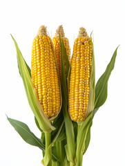 Corns on the cobs isolated on white background. High quality