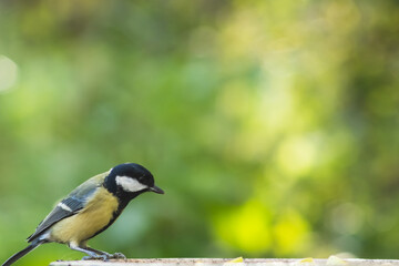 Obraz premium Great tit with bokeh background