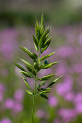 A soft brome plant isolated in nature background. It is also known as bull grass, soft cheat, and soft chess. Bromus hordeaceus.