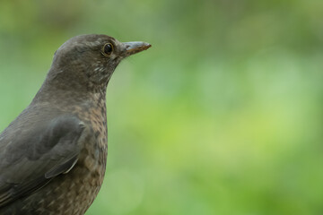 Eurasian blackbird with blurred background