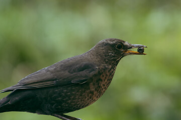 Eurasian blackbird with blurred background