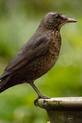 Eurasian blackbird with blurred background