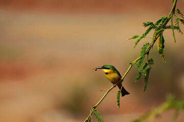 Guêpier nain et sa proie dans le bec