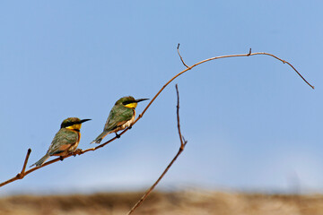 Guêpiers nains perchés sur une branche 