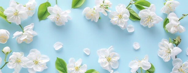 Obraz premium Banner with white flowers on light blue background. Greeting card template for Wedding, mothers or womans day. Springtime composition with copy space.