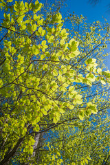 branches of a beech tree with green leaves at springtime