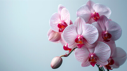 Beautiful pink orchid flowers on blue background. Close up.