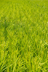 View of the rice field