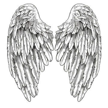 vector angel wings black lines sketch .Generative AI