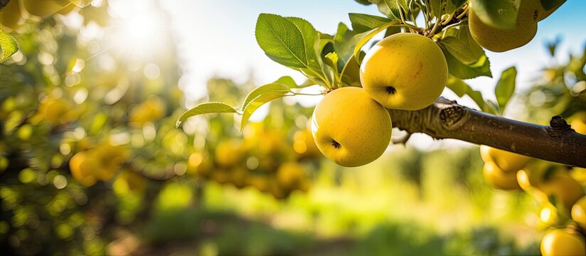 Numerous ripe apples dangle from branches under the sun in a lush orchard of Golden Delicious apple trees