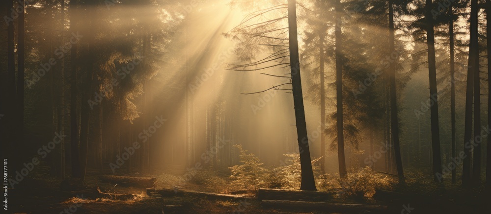 Poster luminous sunlight beams gently filtering through the dense canopy of trees in a peaceful forest sett