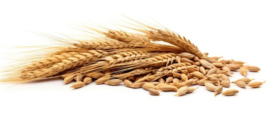 A close-up view of numerous wheat stalks clustered together on a plain white surface