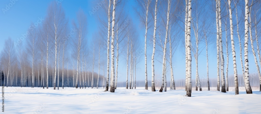 Poster birch trees standing in neat rows against a backdrop of blue sky and snow in a tranquil winter setti