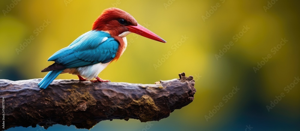 Poster A vibrant bird with a striking red beak perched on a branch, displaying its unique coloring and features