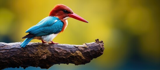 A vibrant bird with a striking red beak perched on a branch, displaying its unique coloring and features - obrazy, fototapety, plakaty