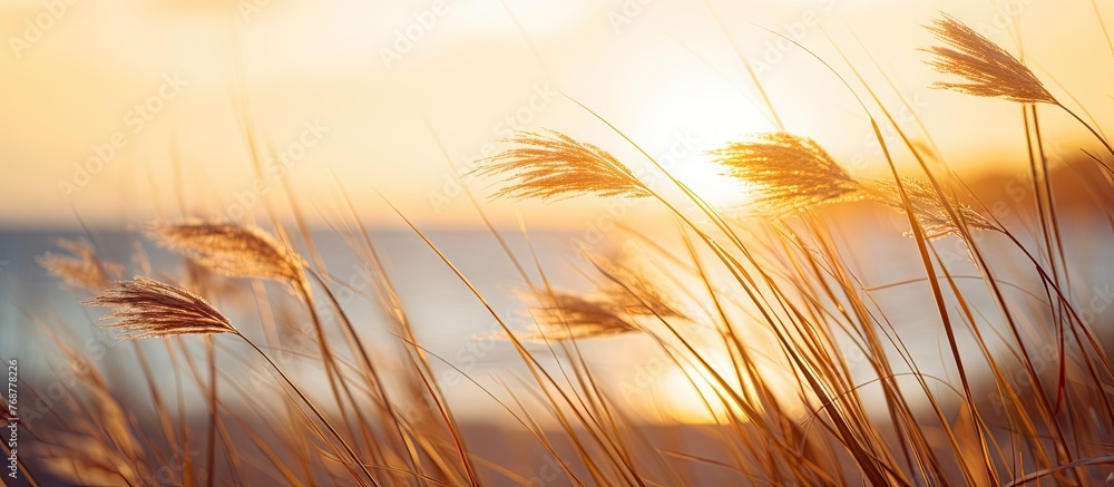 Poster beautiful tall grasses gently moving in the wind by the sea at sunset, creating a serene and calming