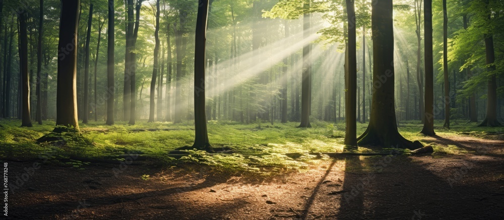 Poster golden sunbeams shining through a natural forest of beech trees with ferns covering the ground on a 