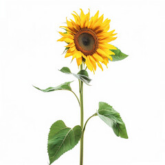 sunflower isolated on a white background, AI Generative.