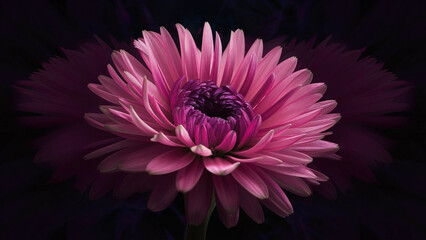 Close-up flower background