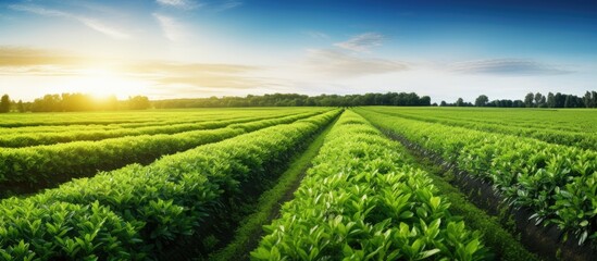 A scenic field with lush green plants basking in the sunlight, a picturesque view of rural farms...