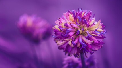 Close-up of purple petals on a gorgeous purple flower backdrop