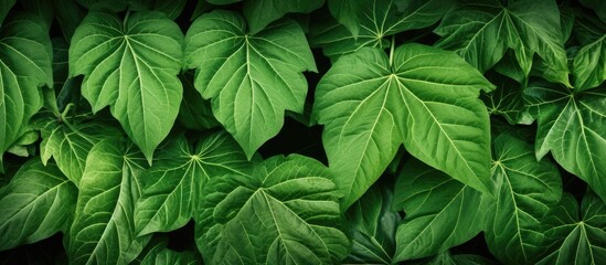 Close-up view of a cluster of vibrant green leaves arranged on a textured wall, showcasing a distinctive and exquisite leaf design - obrazy, fototapety, plakaty