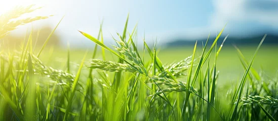 Foto op Canvas A beautiful close-up view of a sunlit field of grass with the sun shining bright, creating a serene and peaceful agricultural background with rice growing in a paddy field © vxnaghiyev