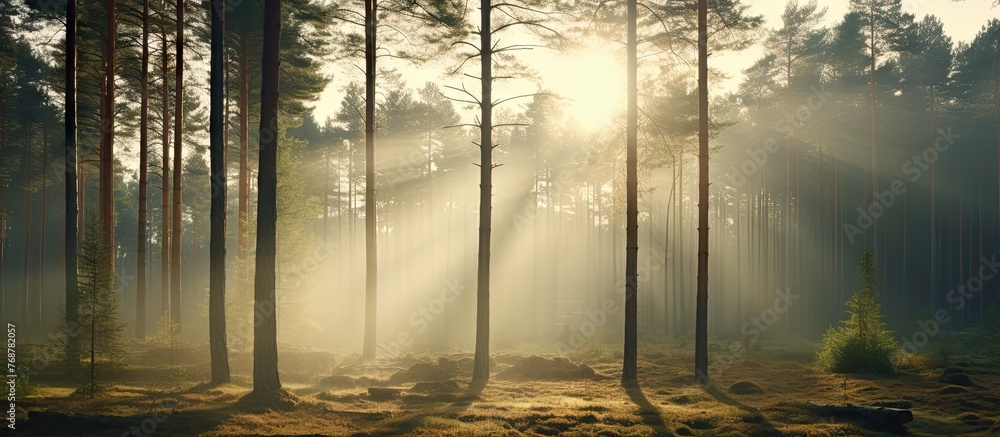 Poster a serene scene in a forest as sunlight filters through the lush green trees, illuminating a bench, c