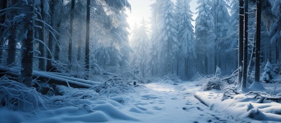 A tranquil winter scene in the forest, showcasing a path blanketed in snow flanked by trees laden with white snow