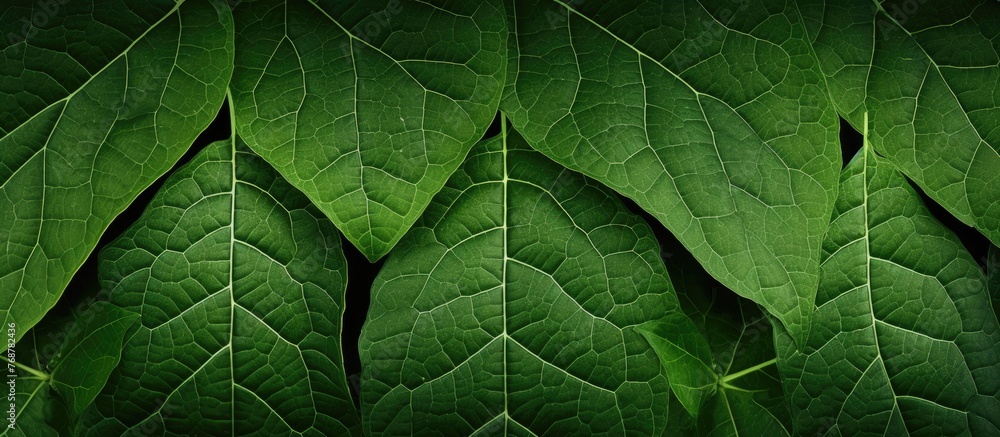 Poster close-up shot displaying a cluster of vibrant green leaves set against a dark, contrasting backgroun