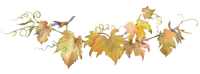 Watercolor grape branch with leaves. Isolated clip art. Hand painted watercolor illustration.