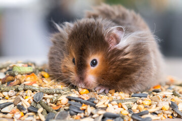 Funny fluffy Syrian hamster sits on a handful of seeds and eats and stuffs his cheeks with stocks....