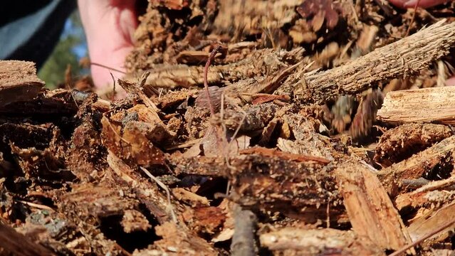 Extreme close up while using bare hands to shuffle and check mulch made from shredded oak timber ready to be used under trees as bedding.