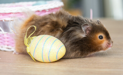 Funny fluffy pet hamster climbs out of a basket with colorful Easter eggs - festive Easter decor...