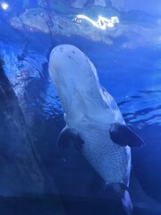 whale in aquarium