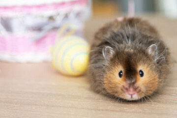 Funny fluffy pet hamster climbs out of a basket with colorful Easter eggs - festive Easter decor...