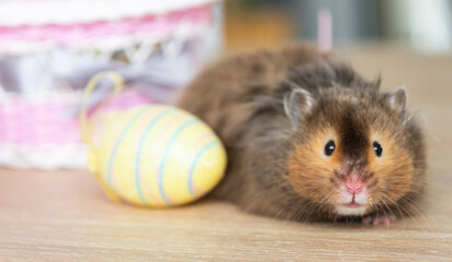 Funny fluffy pet hamster climbs out of a basket with colorful Easter eggs - festive Easter decor with a pet	
