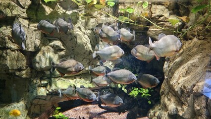 fishes in aquarium