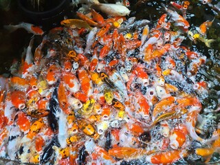 Gold Fish pond, Korea